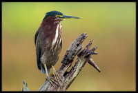 Green Heron