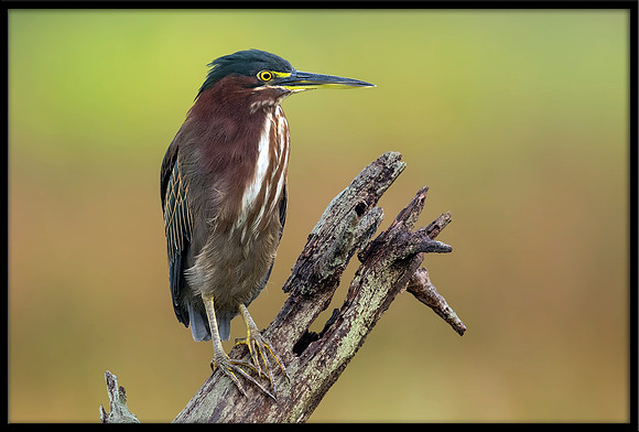 Green Heron