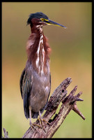 Green Heron