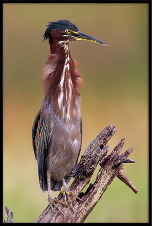 Green Heron