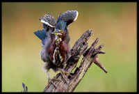 Green Heron