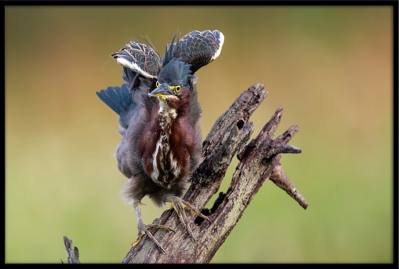Green Heron