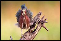 Green Heron