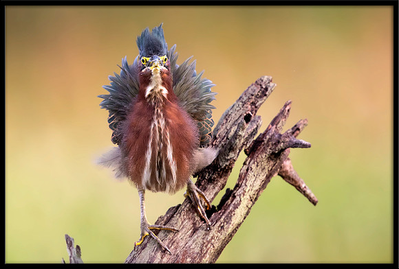 Green Heron