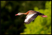 Black-bellied Whistling Duck