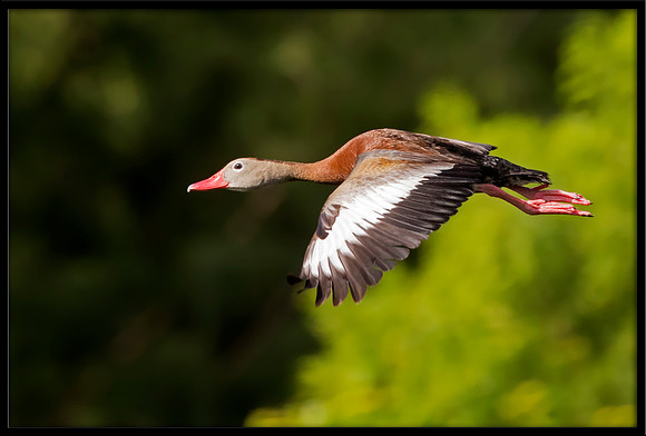 Black-bellied Whistling Duck