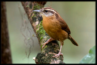 Carolina Wren