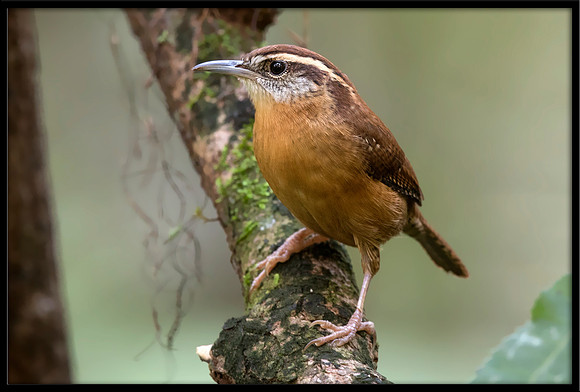 Carolina Wren