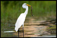 Great Egret Capturing Snake