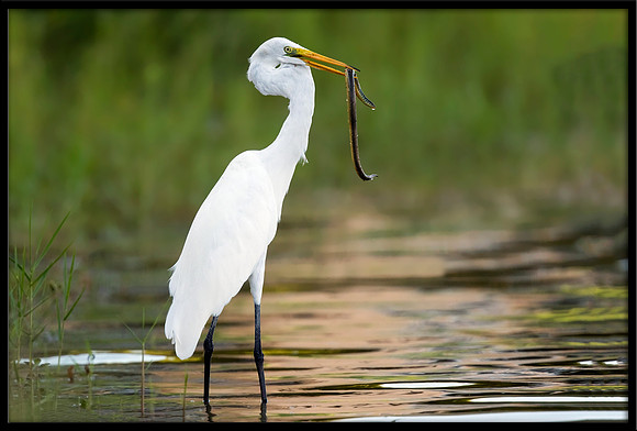 Great Egret Capturing Snake