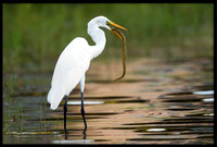 Great Egret Capturing Snake
