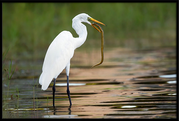 Great Egret Capturing Snake