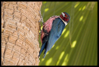 Lewis's Woodpecker
