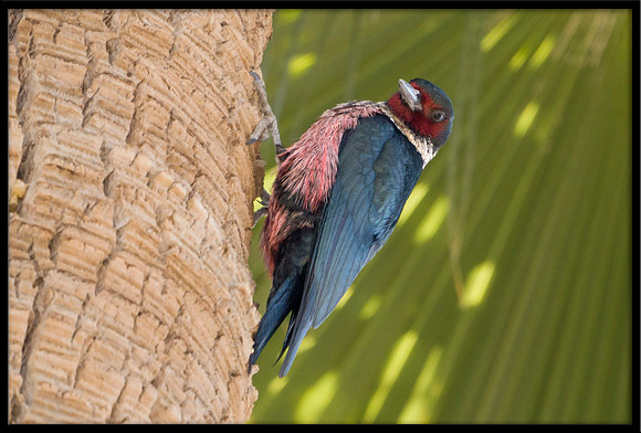 Lewis's Woodpecker