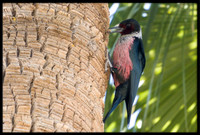 Lewis's Woodpecker