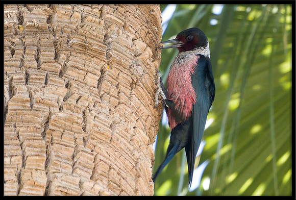 Lewis's Woodpecker