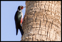 Lewis's Woodpecker