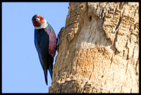 Lewis's Woodpecker