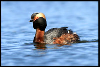 Horned Grebe