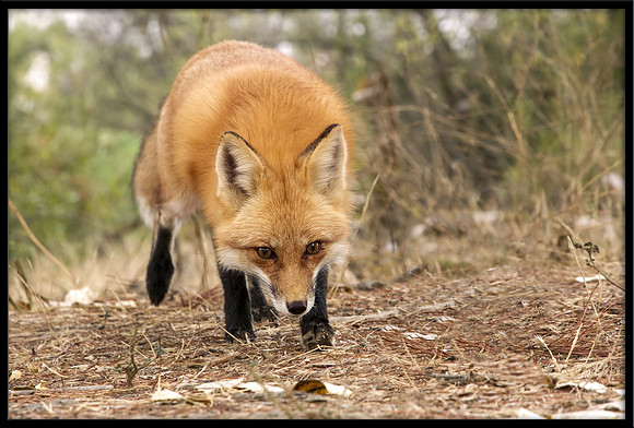 Red Fox