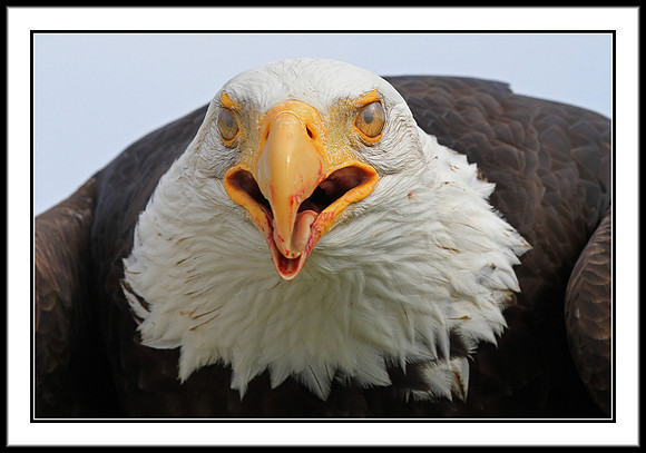 Bald Eagle