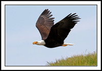 Bald Eagle