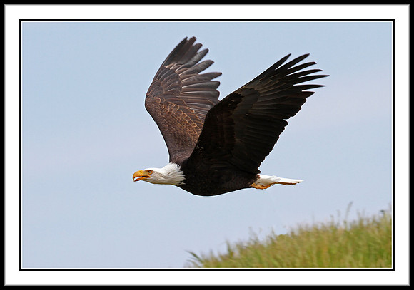 Bald Eagle
