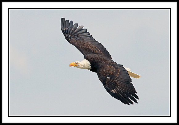Bald Eagle