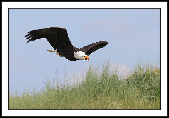 Bald Eagle