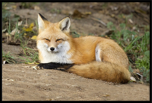 Red Fox