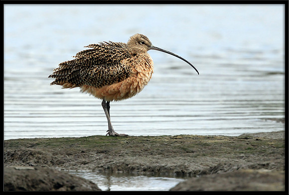 Long-billed Curlew