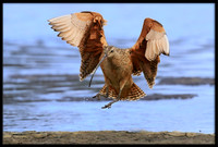 Long-billed Curlew