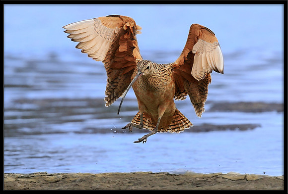 Long-billed Curlew