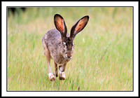 Jack Rabbit