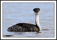Western Grebe