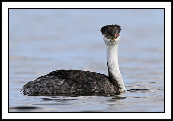 Western Grebe
