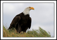Bald Eagle