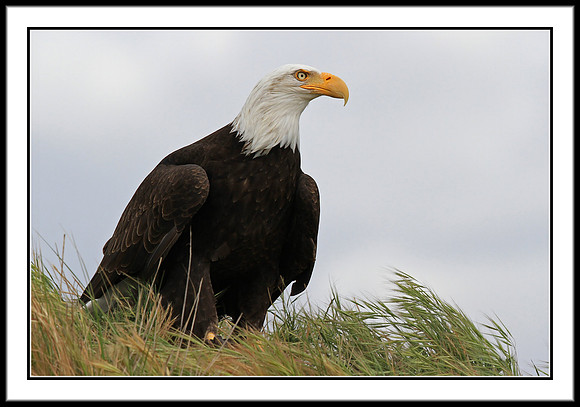 Bald Eagle