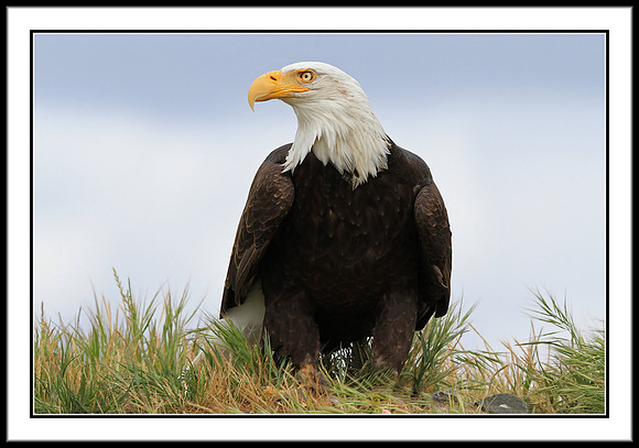 Bald Eagle