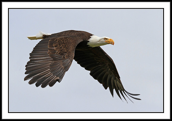 Bald Eagle