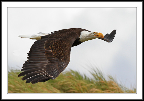 Bald Eagle