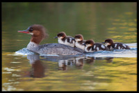 Common Merganser - Mother with ducklings