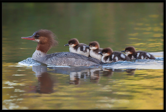 Common Merganser - Mother with ducklings