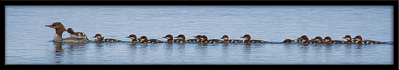 Common Merganser w/17 Ducklings