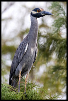 Yellow-crowned Night Herons