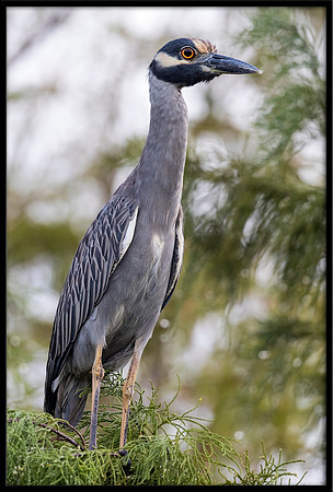 Yellow-crowned Night Heron