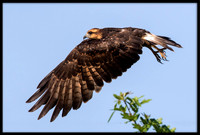 Snail Kite