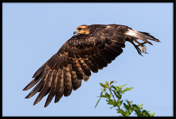 Snail Kite
