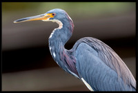 Tri-colored Heron