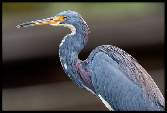Tri-colored Heron